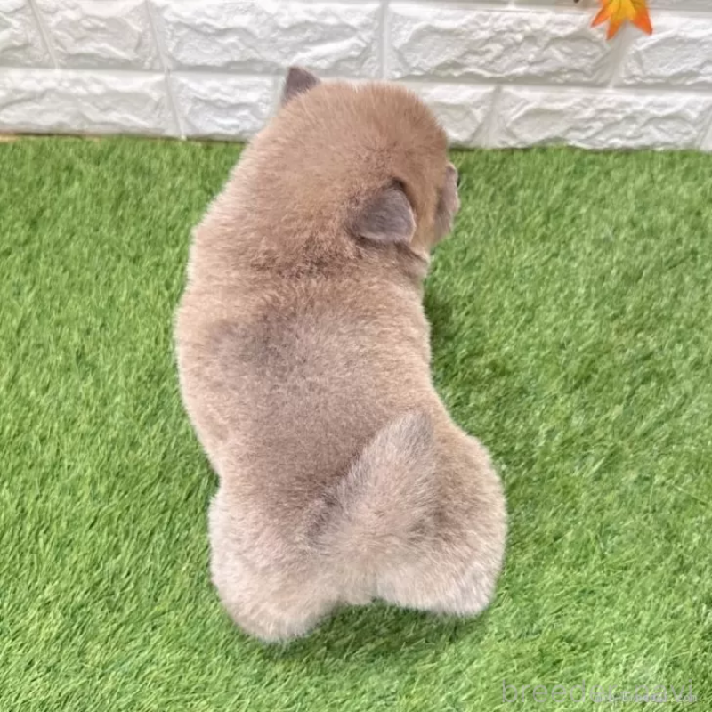 成約済の愛知県のチャウチャウ-436962の2枚目