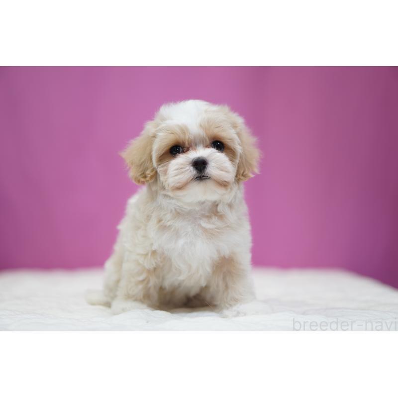 販売中の埼玉県のマルプー:マルチーズ×トイプードル-433051の2枚目