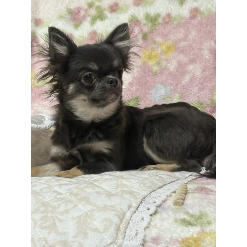 販売中の山口県のチワワ(ロングコート)-414039の2枚目