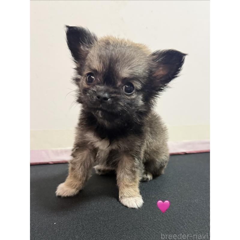 成約済の愛知県のチワワ(ロングコート)-436859の3枚目