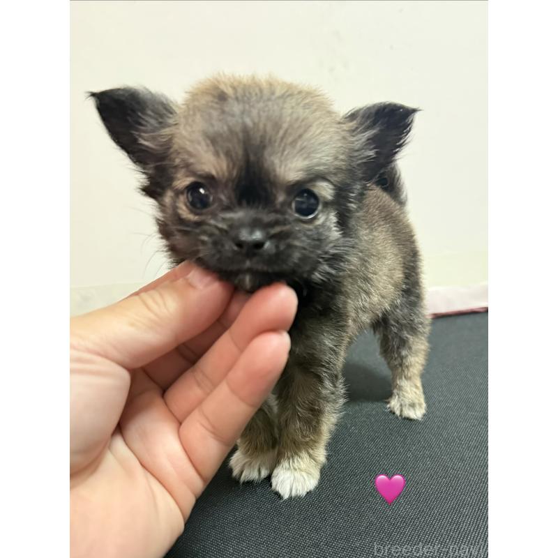 成約済の愛知県のチワワ(ロングコート)-436859の1枚目