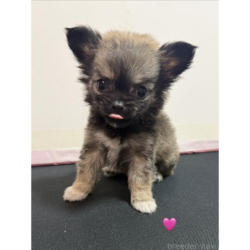 成約済の愛知県のチワワ(ロングコート)-436859の2枚目