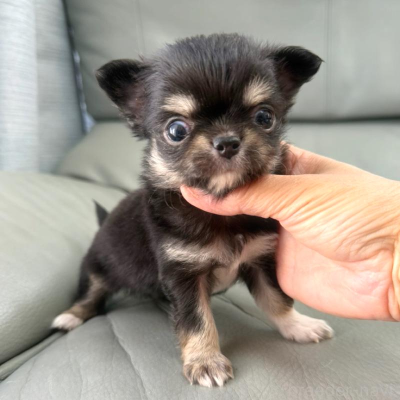 商談中の徳島県のチワワ(ロングコート)-439377の5枚目