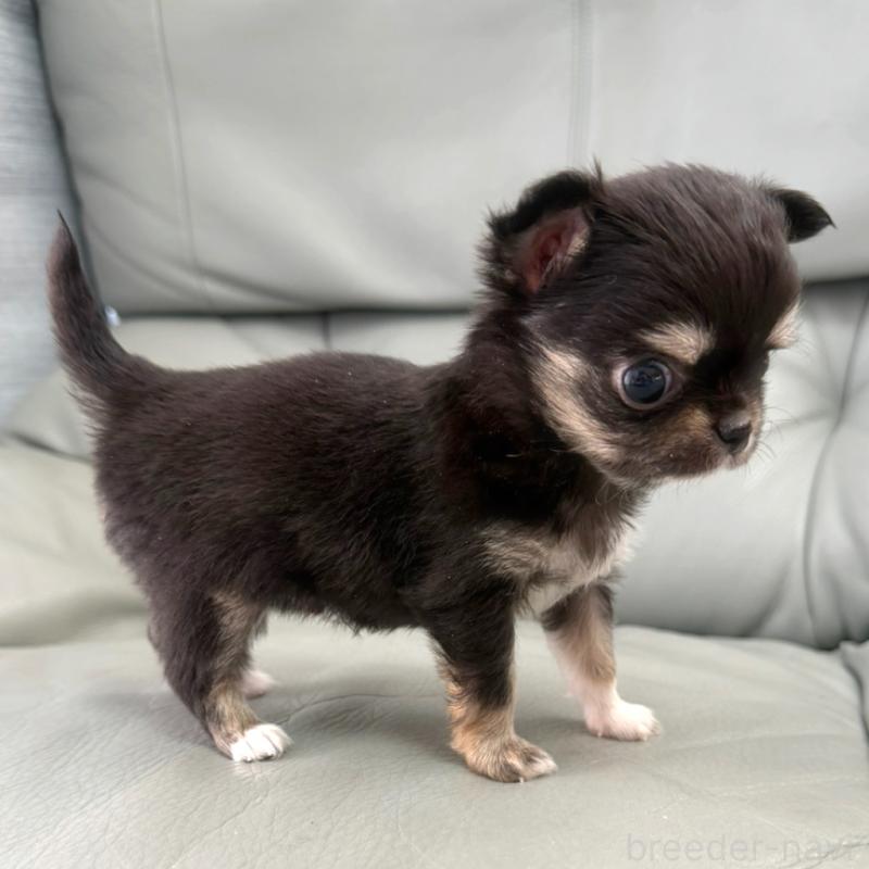 商談中の徳島県のチワワ(ロングコート)-439377の4枚目