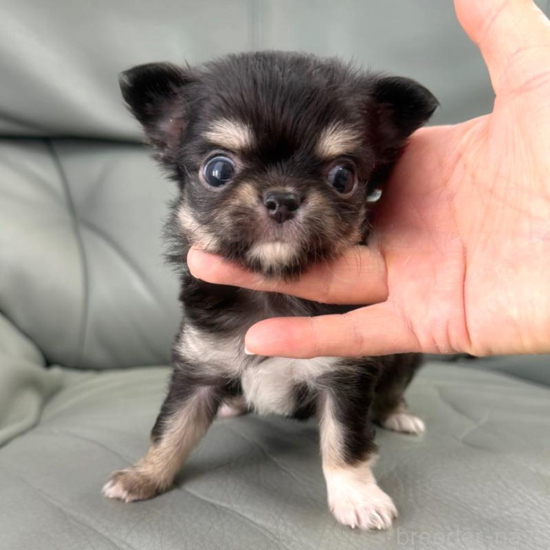 商談中の徳島県のチワワ(ロングコート)-439377の3枚目