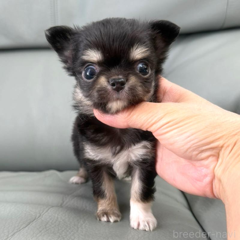 商談中の徳島県のチワワ(ロングコート)-439377の2枚目