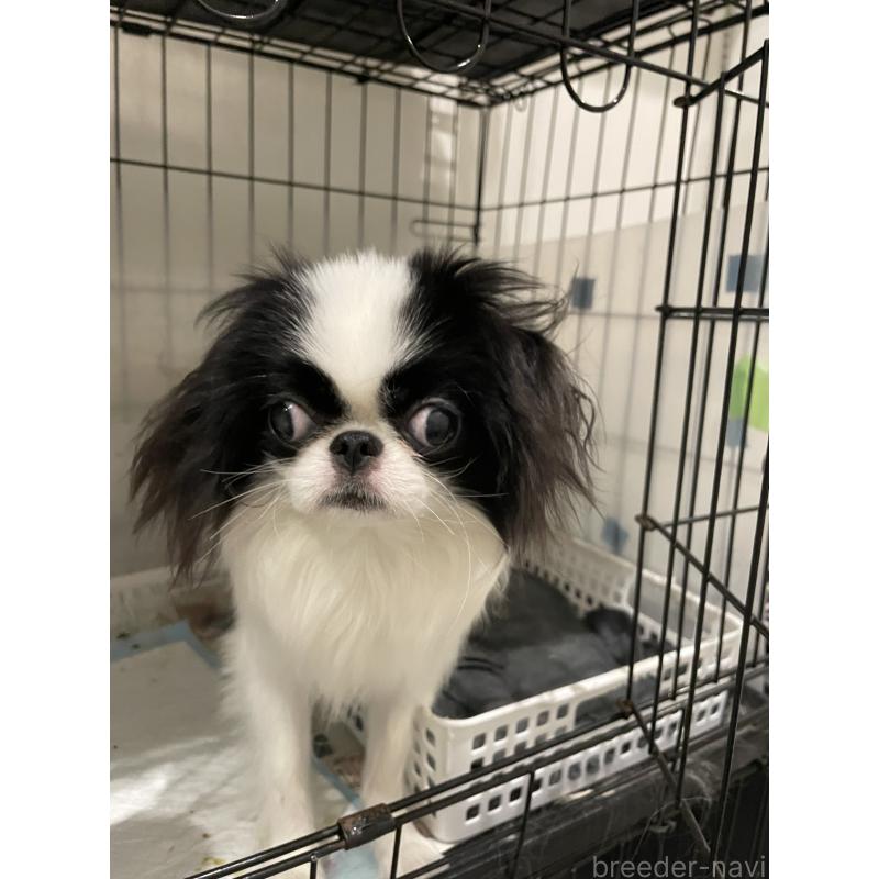 お江　おごうちゃん1枚目