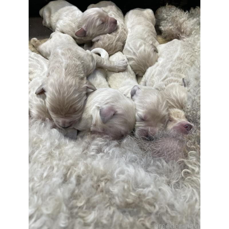 販売中の栃木県のゴールデンドゥードル:ゴールデンレトリーバー×プードル-439378の1枚目