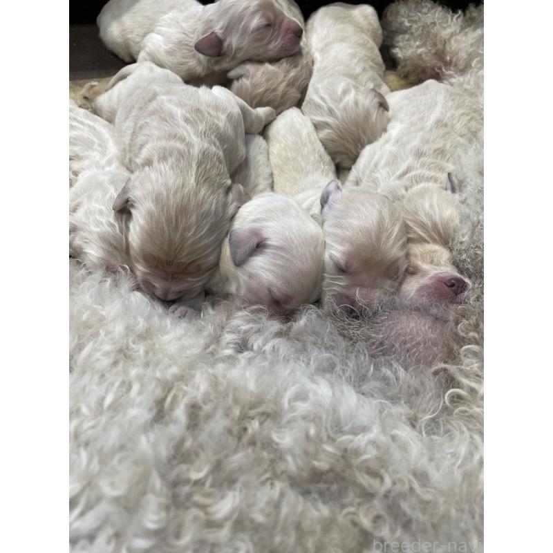 販売中の栃木県のゴールデンドゥードル:ゴールデンレトリーバー×プードル-439379の1枚目