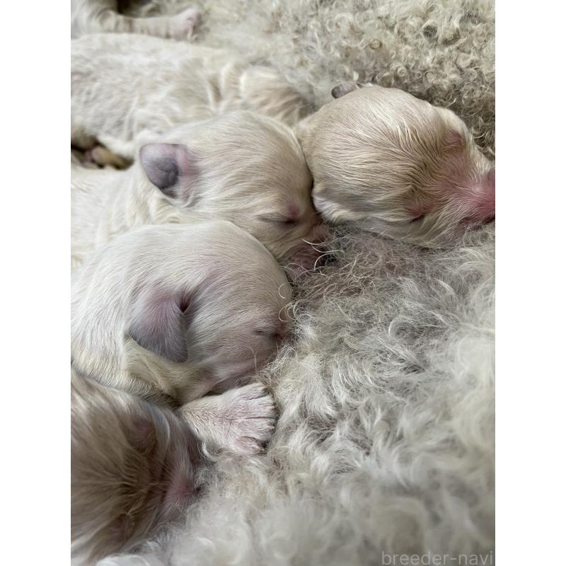 販売中の栃木県のゴールデンドゥードル:ゴールデンレトリーバー×プードル-439382