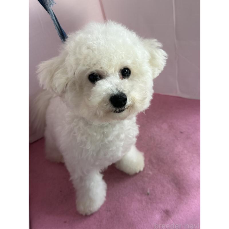 販売中の愛知県のビションフリーゼ-416857の8枚目