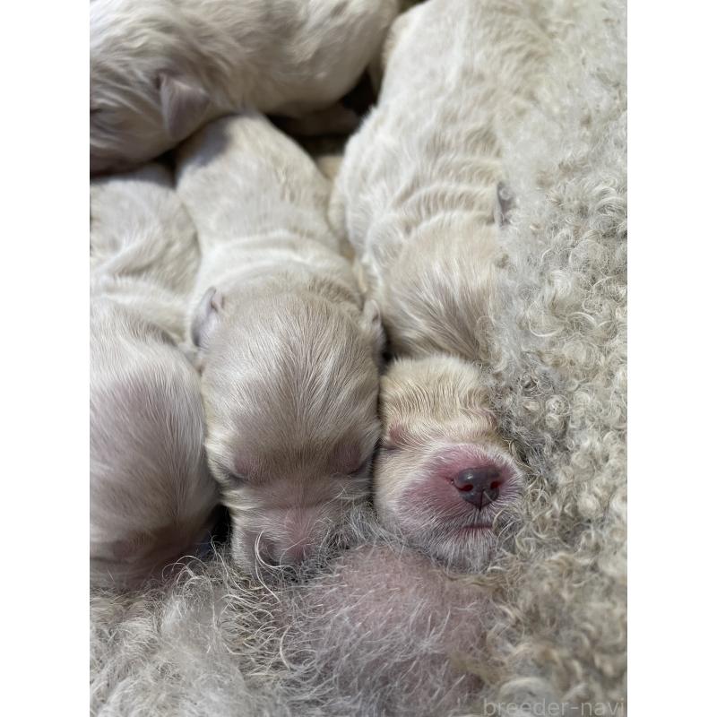 販売中の栃木県のゴールデンドゥードル:ゴールデンレトリーバー×プードル-439384