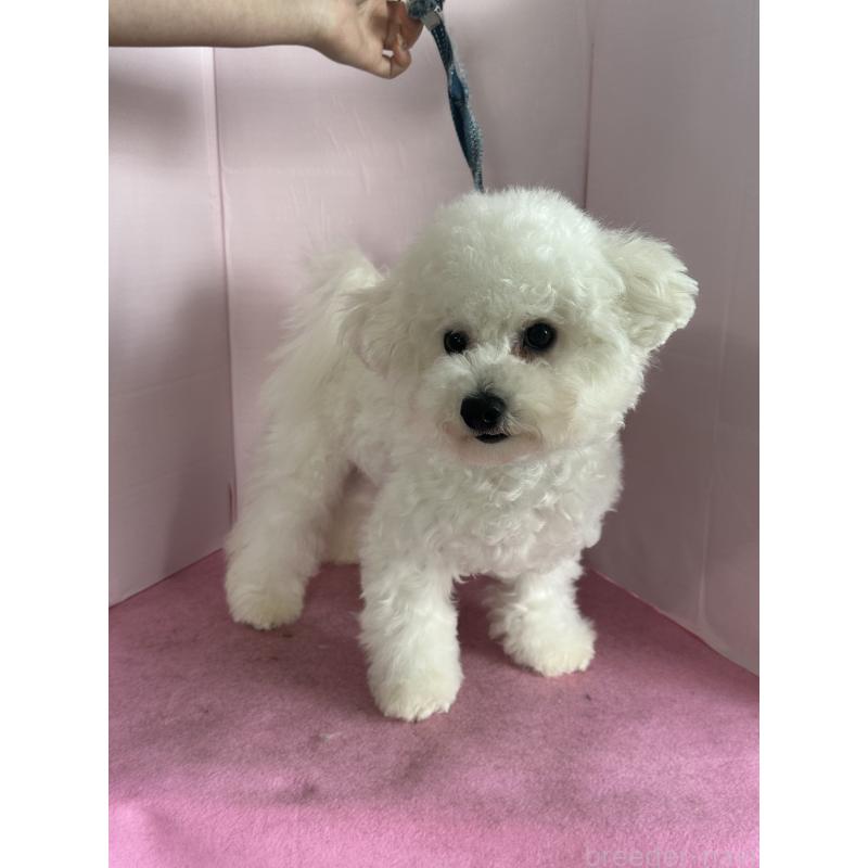 販売中の愛知県のビションフリーゼ-416857の4枚目