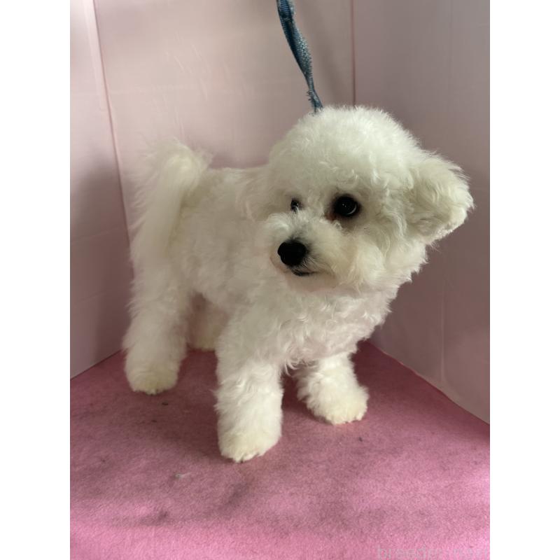 販売中の愛知県のビションフリーゼ-416857の3枚目