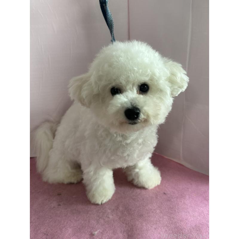 販売中の愛知県のビションフリーゼ-416857の2枚目