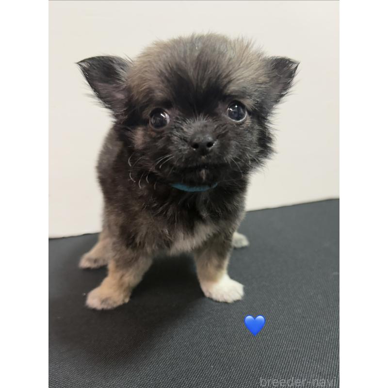 成約済の愛知県のチワワ(ロングコート)-436858の7枚目