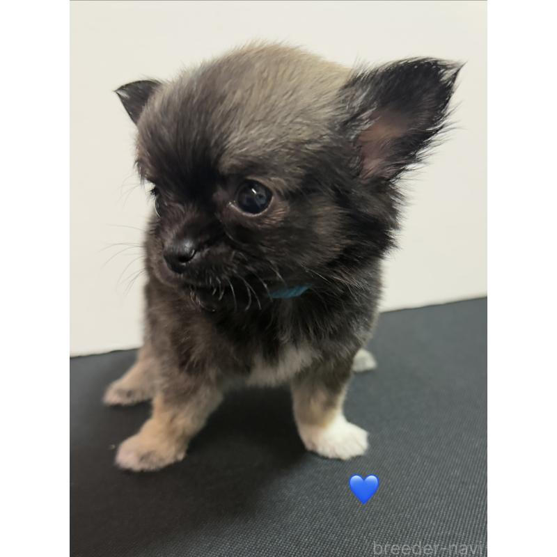 成約済の愛知県のチワワ(ロングコート)-436858の6枚目