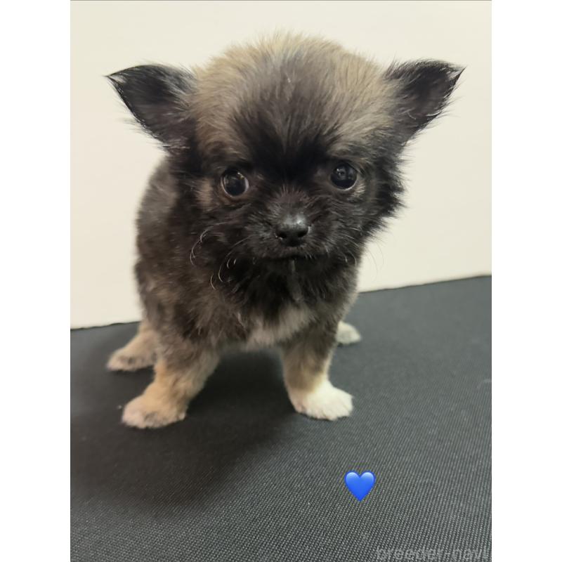 成約済の愛知県のチワワ(ロングコート)-436858の5枚目