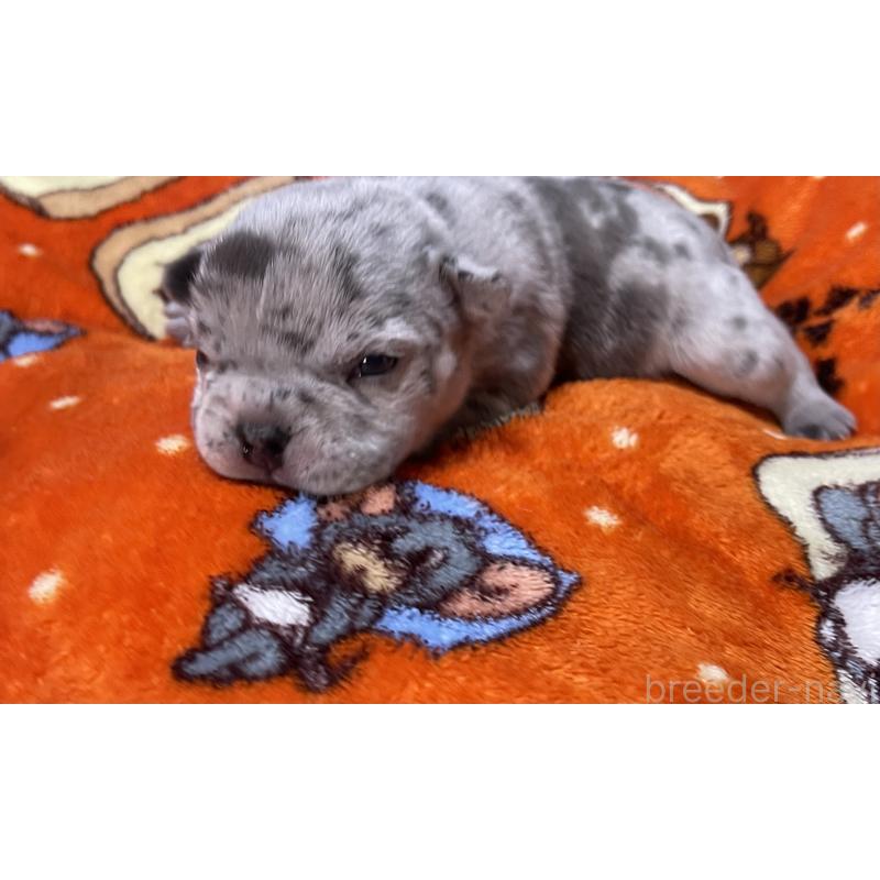 販売中の茨城県のエキゾチックブリー-439387の4枚目