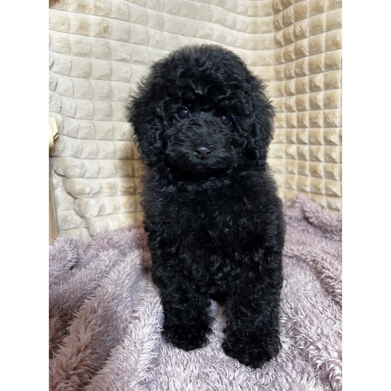 販売中の三重県のタイニープードル-439390の4枚目