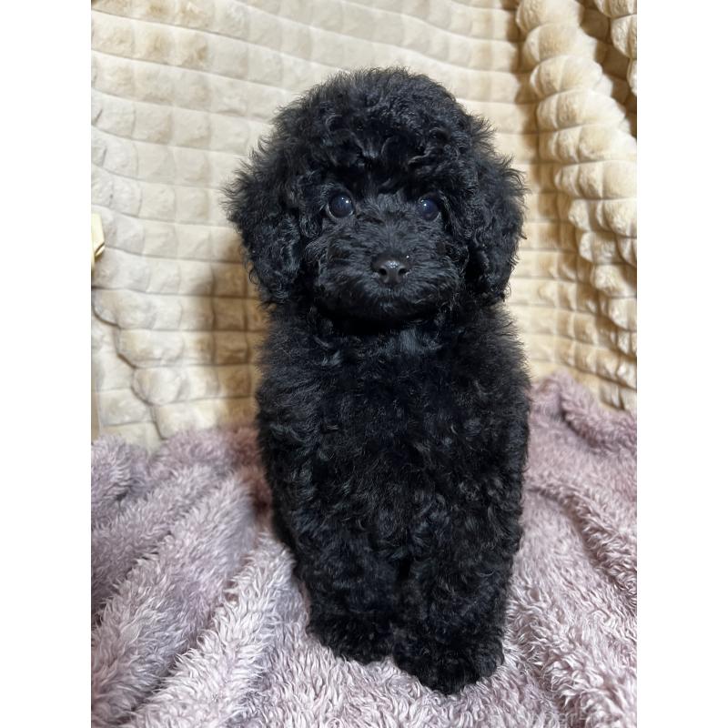 販売中の三重県のタイニープードル-439390の3枚目