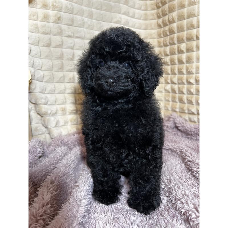 販売中の三重県のタイニープードル-439390の2枚目