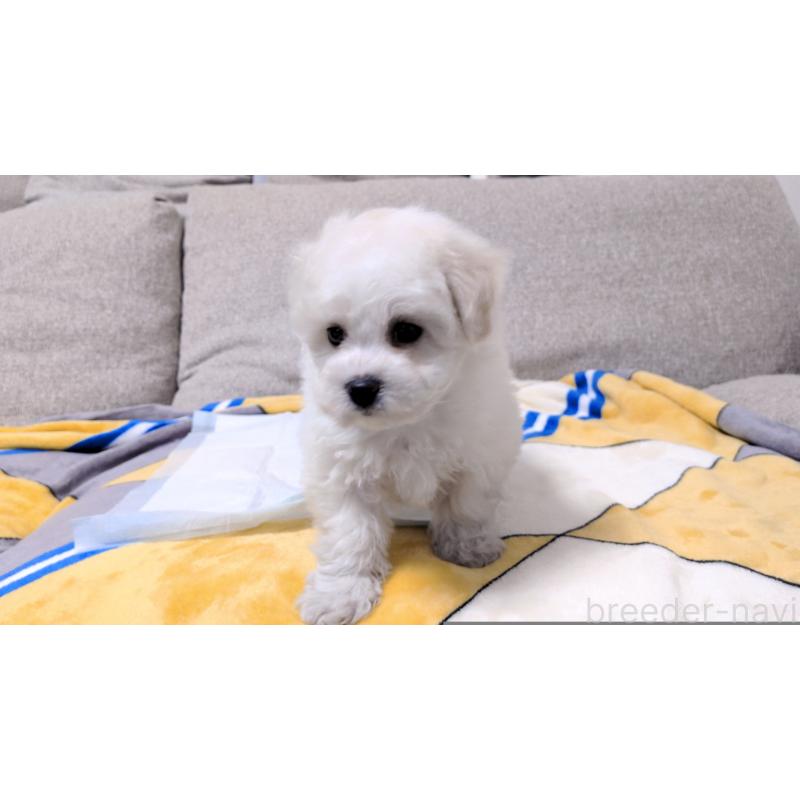 販売中の茨城県のビションフリーゼ-439391の8枚目