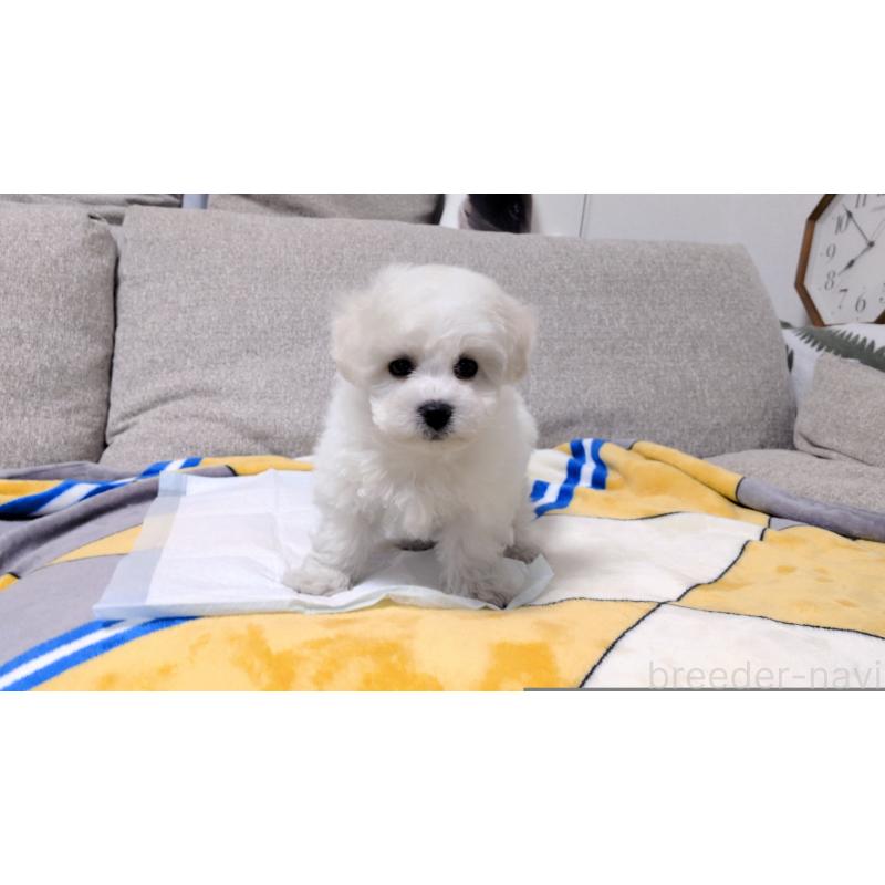 販売中の茨城県のビションフリーゼ-439391の7枚目