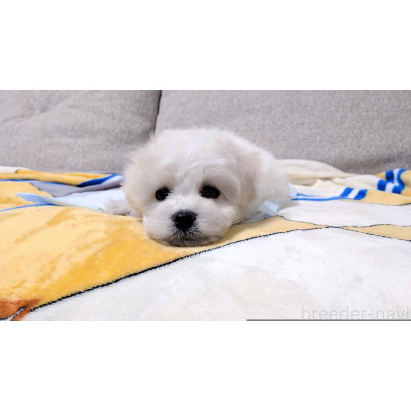 販売中の茨城県のビションフリーゼ-439391の6枚目