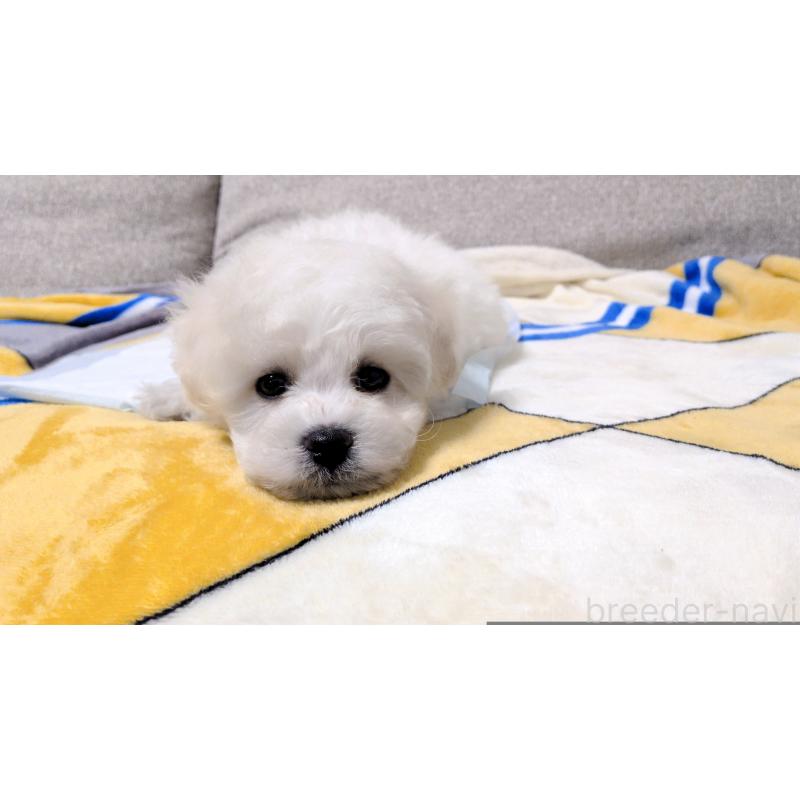 販売中の茨城県のビションフリーゼ-439391の5枚目