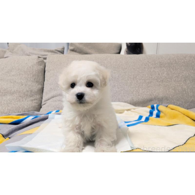 販売中の茨城県のビションフリーゼ-439391の4枚目