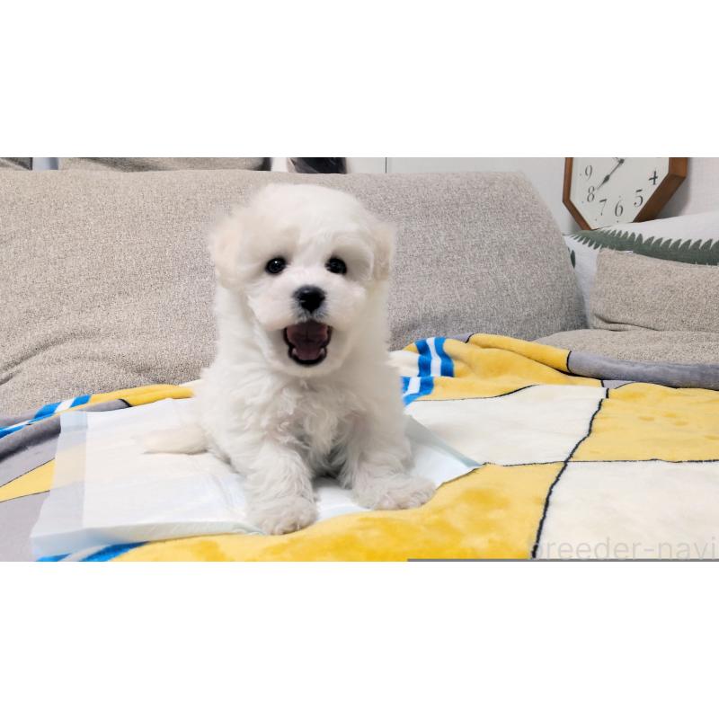 販売中の茨城県のビションフリーゼ-439391の3枚目