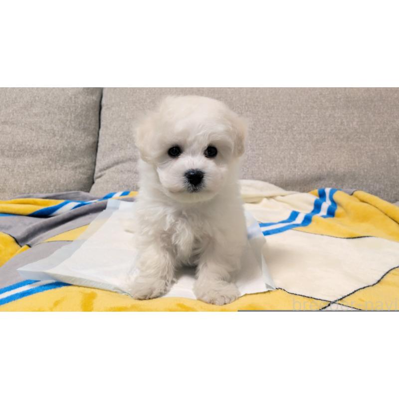 販売中の茨城県のビションフリーゼ-439391の2枚目