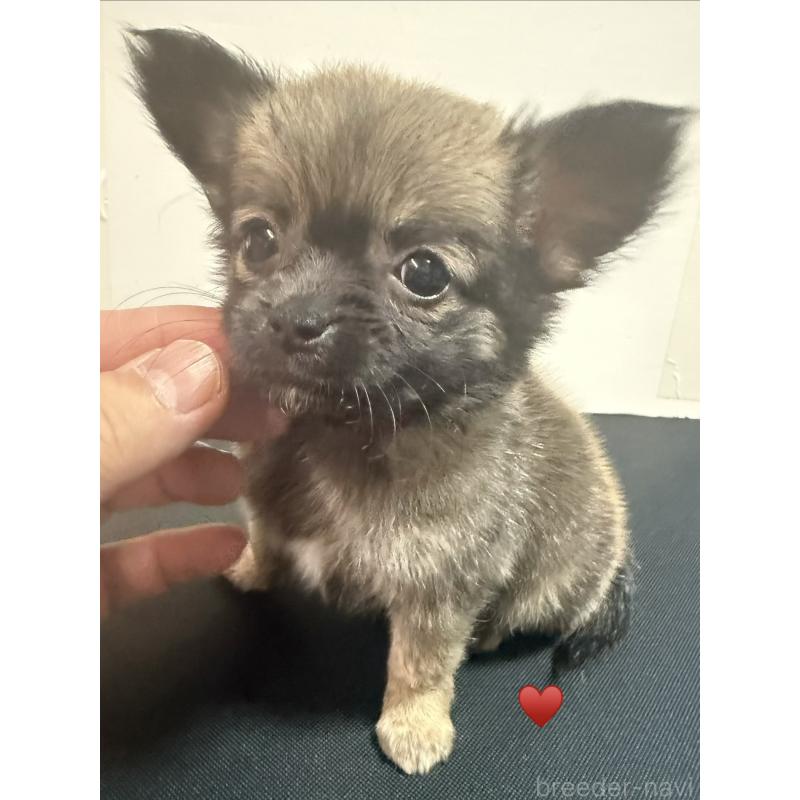 成約済の愛知県のチワワ(ロングコート)-436227の1枚目