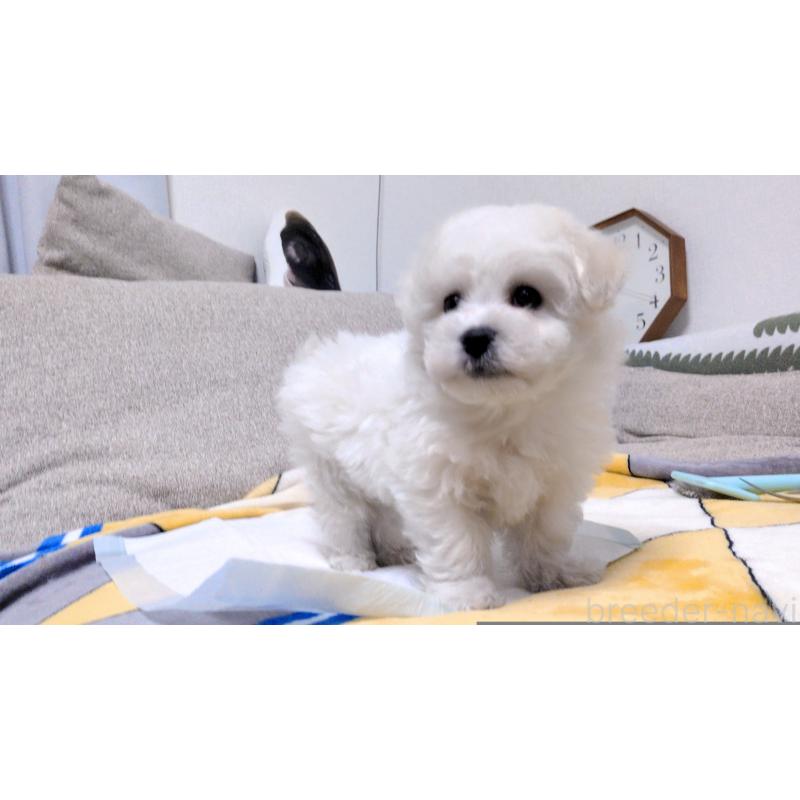 販売中の茨城県のビションフリーゼ-439392の15枚目