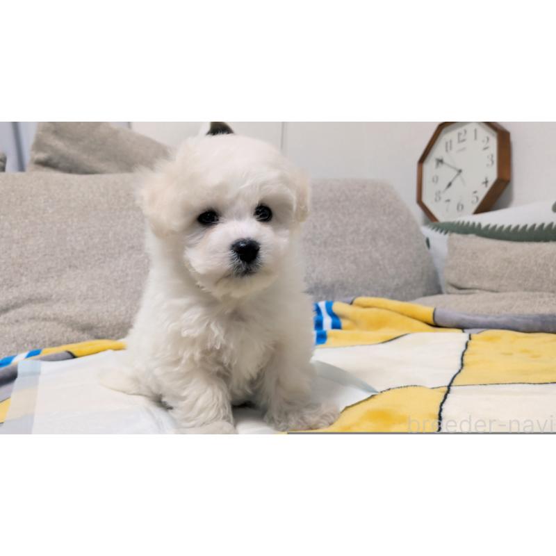 販売中の茨城県のビションフリーゼ-439392の12枚目