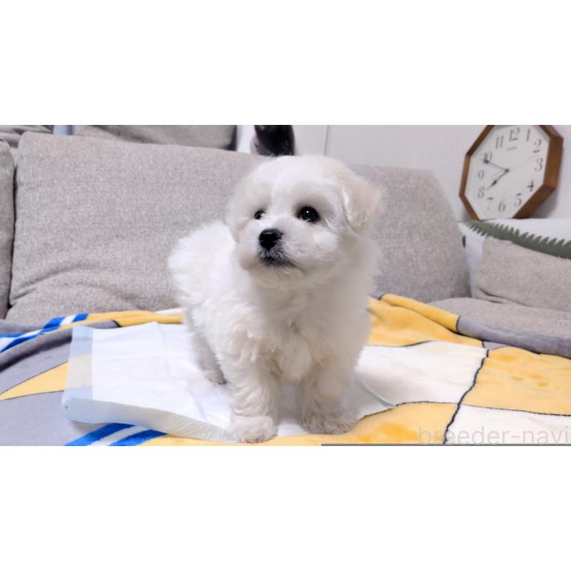 販売中の茨城県のビションフリーゼ-439392の11枚目