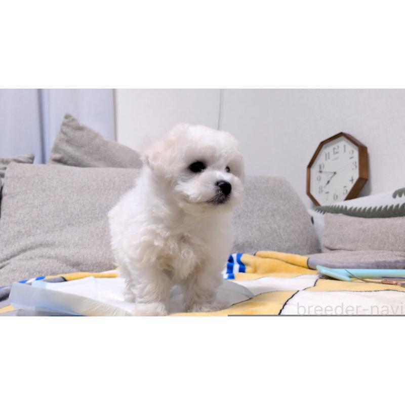 販売中の茨城県のビションフリーゼ-439392の10枚目