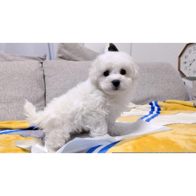 販売中の茨城県のビションフリーゼ-439392の9枚目