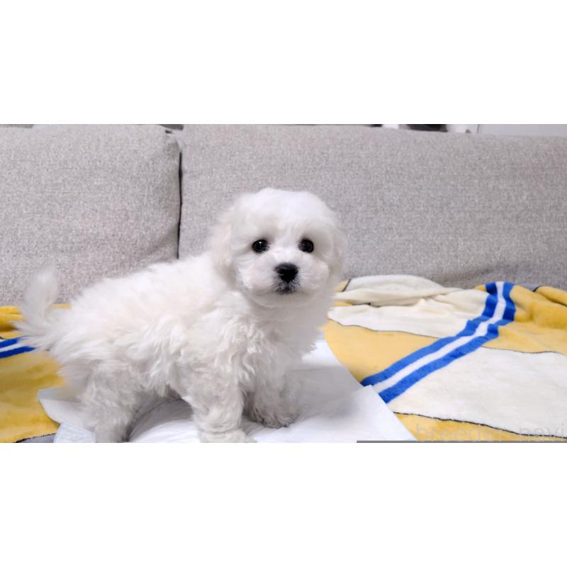 販売中の茨城県のビションフリーゼ-439392の8枚目