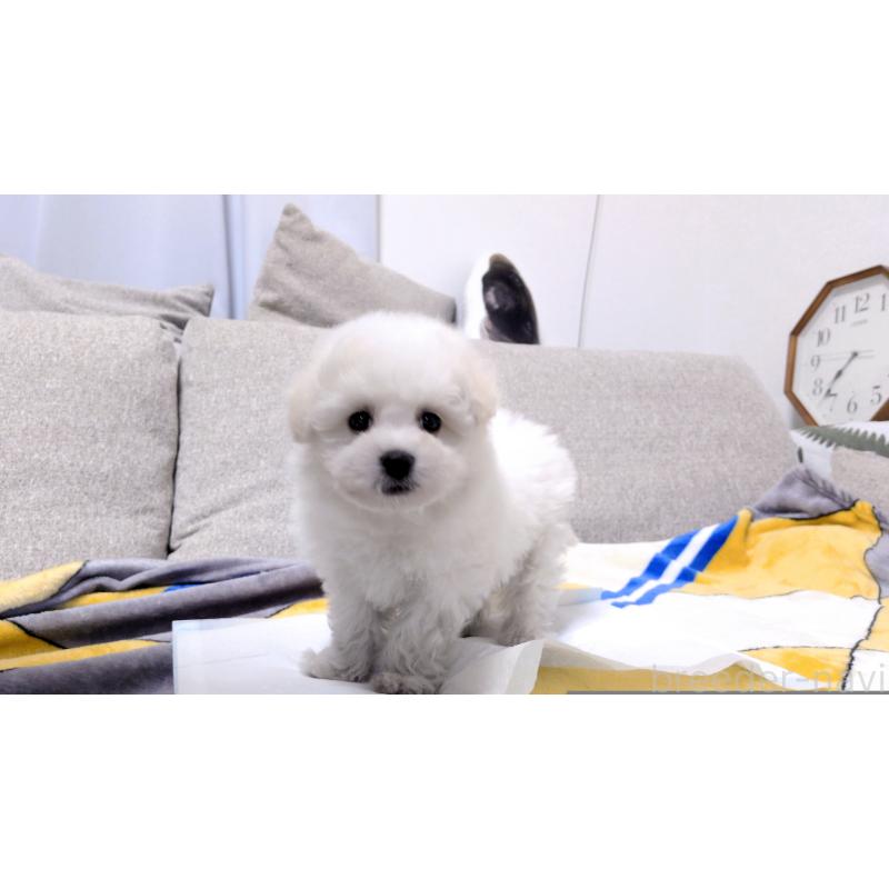 販売中の茨城県のビションフリーゼ-439392の7枚目