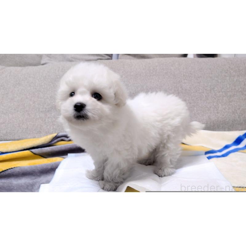 販売中の茨城県のビションフリーゼ-439392の6枚目