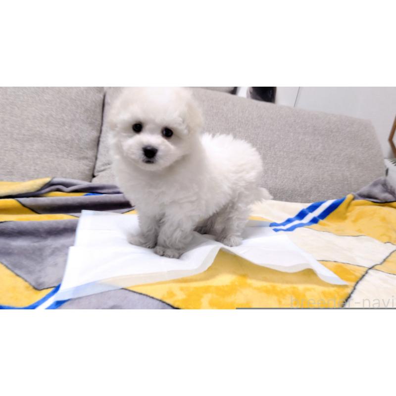 販売中の茨城県のビションフリーゼ-439392の5枚目