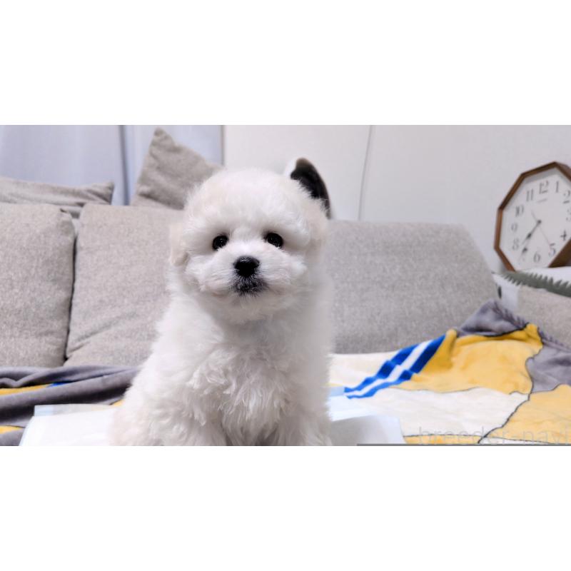 販売中の茨城県のビションフリーゼ-439392の4枚目