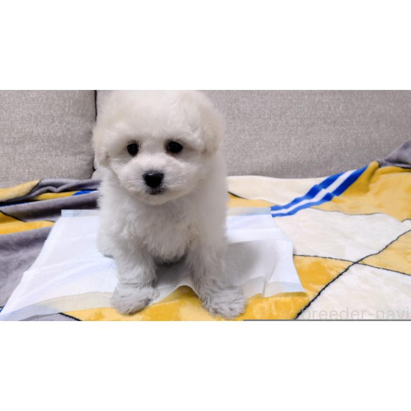 販売中の茨城県のビションフリーゼ-439392の3枚目