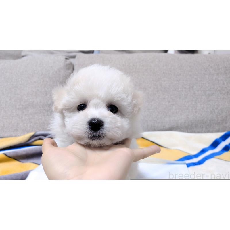 販売中の茨城県のビションフリーゼ-439392の2枚目