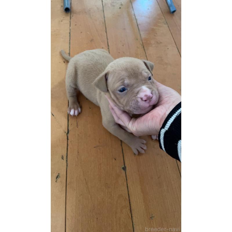 販売中の佐賀県のアメリカンピットブルテリア-435127の4枚目