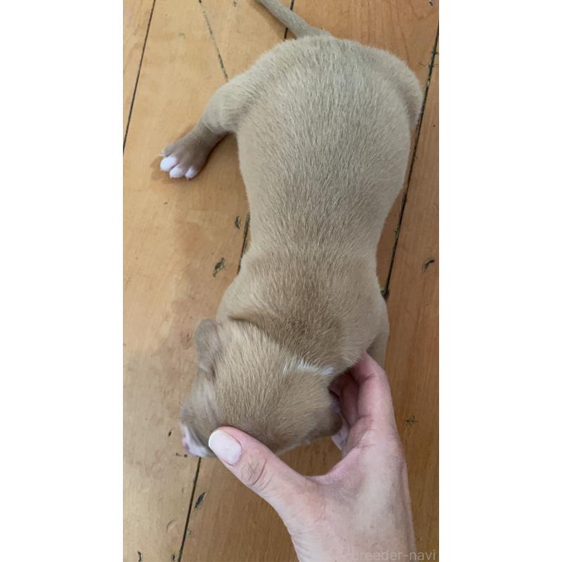 販売中の佐賀県のアメリカンピットブルテリア-435127の3枚目