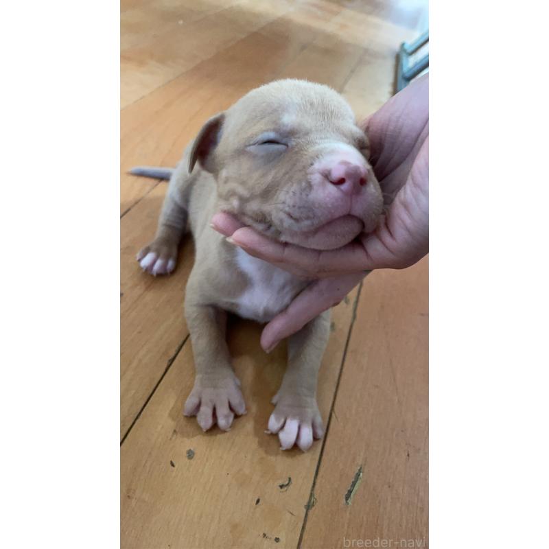 販売中の佐賀県のアメリカンピットブルテリア-435127の2枚目