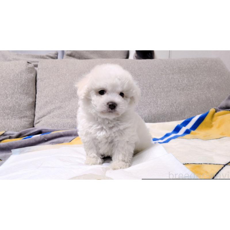 販売中の茨城県のビションフリーゼ-439393の6枚目